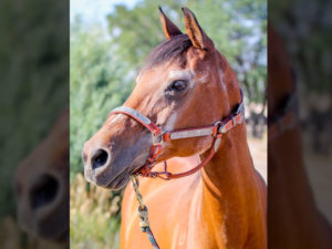 Jackie the horse at HPL